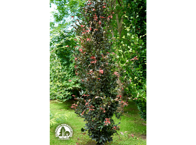 Fagus sylvatica   'Rohan Obelisk'